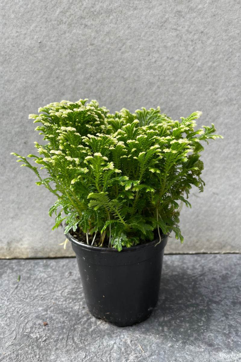 Selaginella kraussiana "Frosty Fern" in grow pot in front of grey background