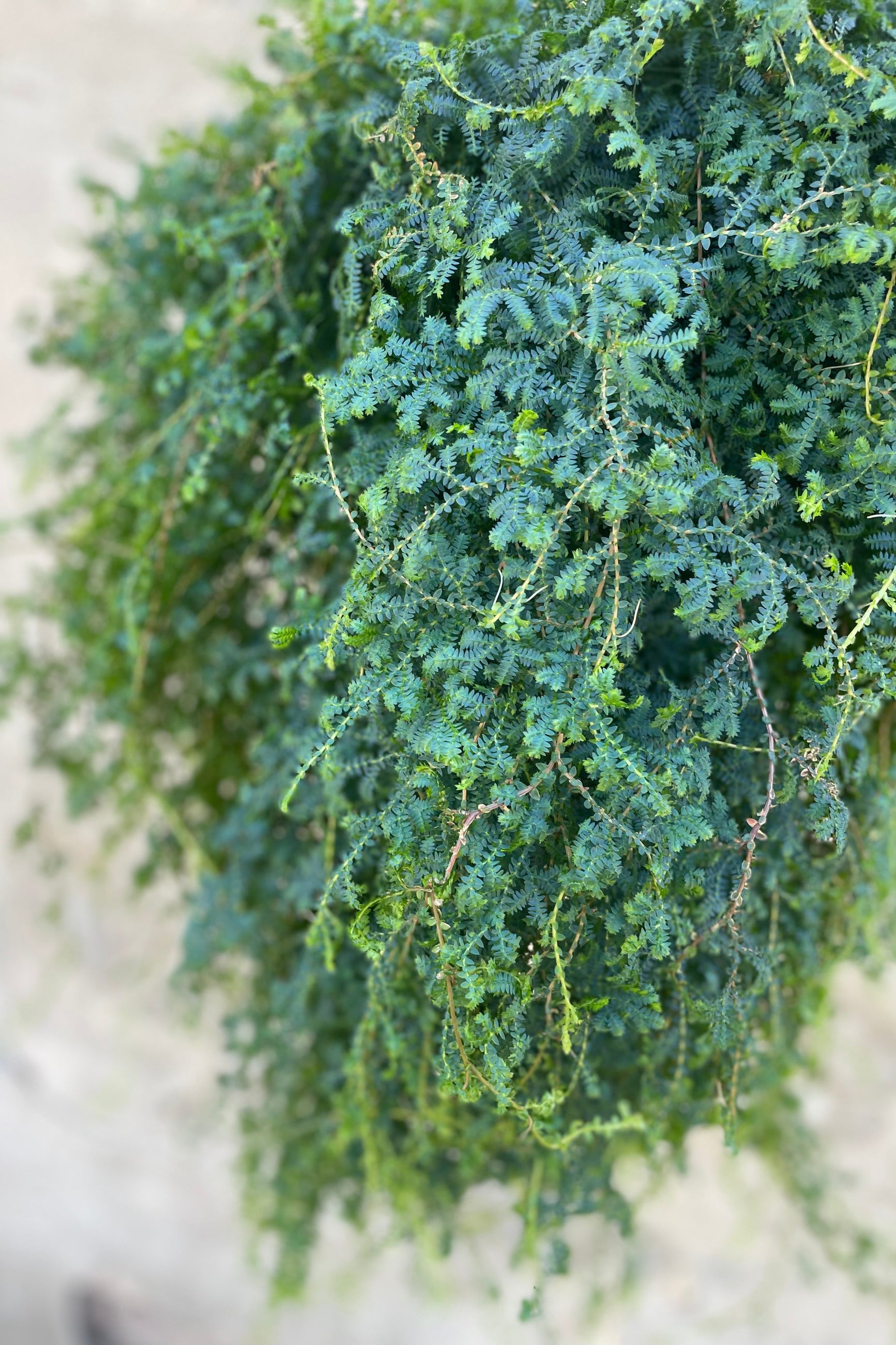 detail of Selaginella unicata "Peacock Moss" 8" vining iridescent green and blue leaves against a grey wall ©Sprout Home