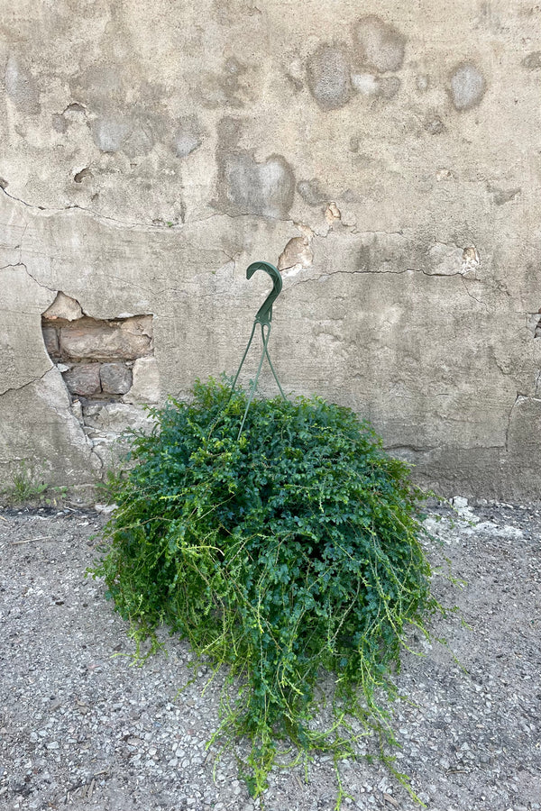 Selaginella unicata "Peacock Moss" 8" green growers hanging pot withvining iridescent green and blue leaves against a grey wall