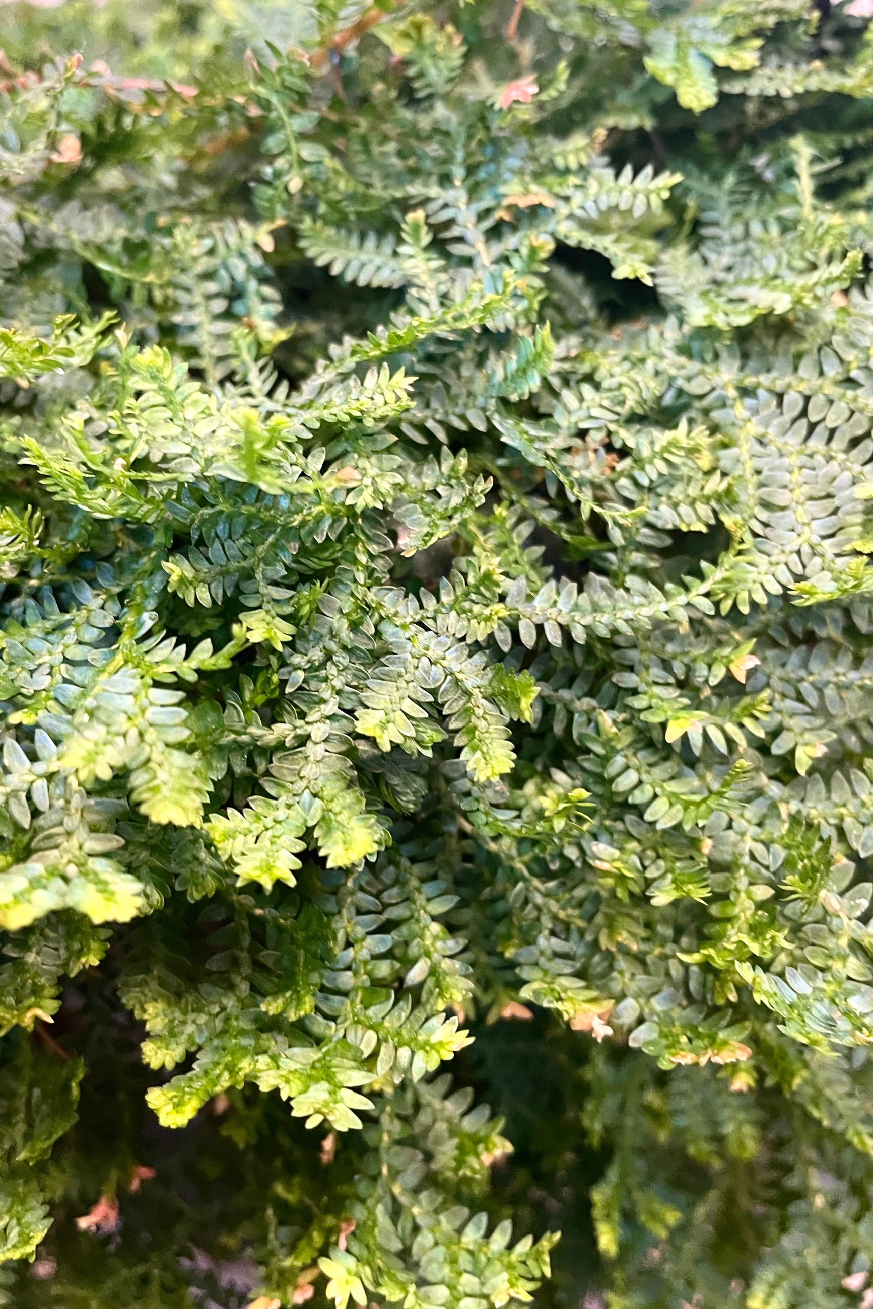 A detailed view of Selanginella unicata "Peacock Moss" 6" ©Sprout Home