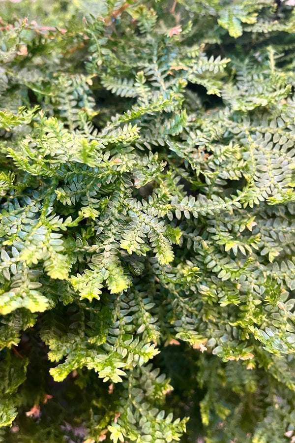 A detailed view of Selanginella unicata "Peacock Moss" 6" 