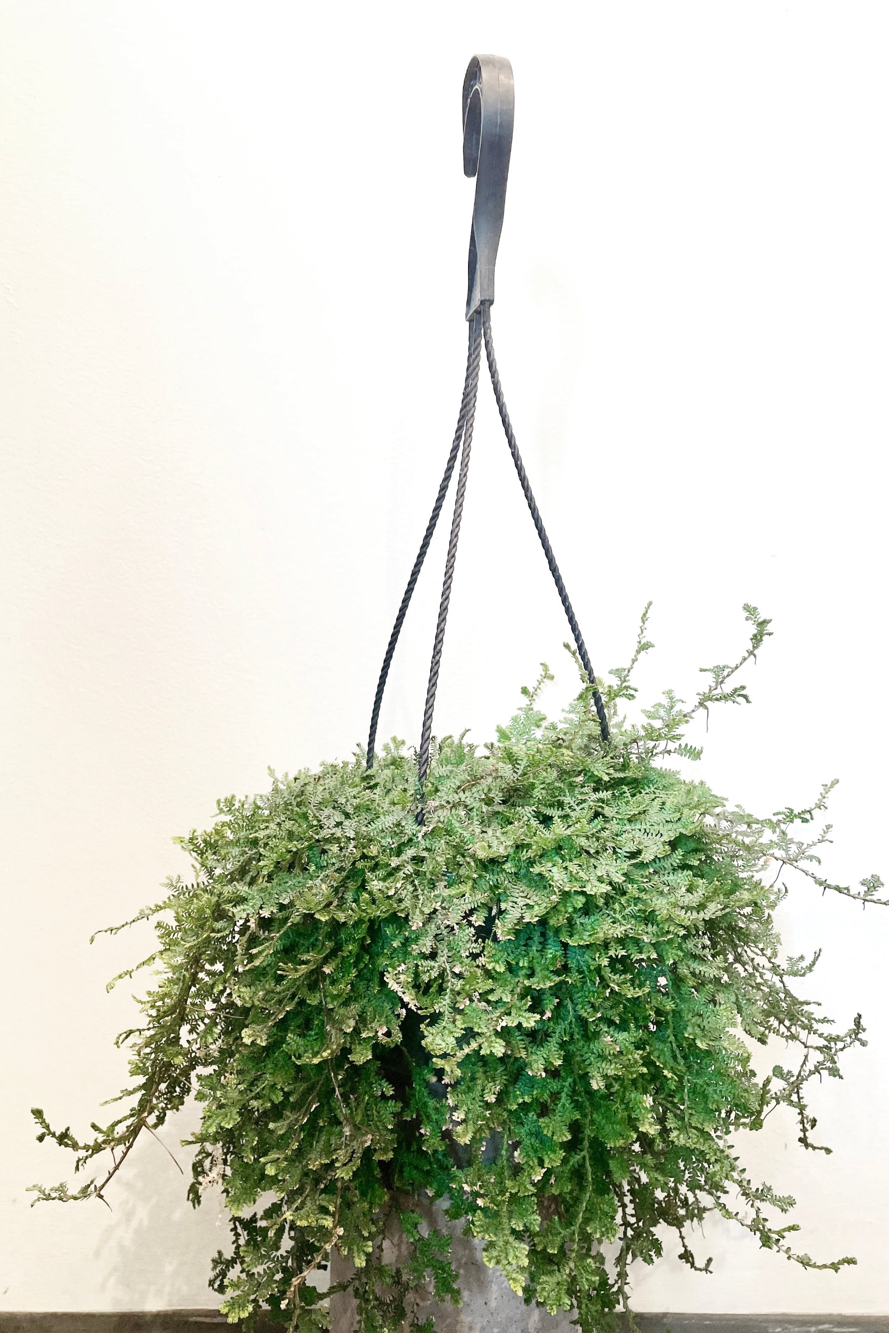 A full view of Selanginella unicata "Peacock Moss" 6" in hanging basket against white backdrop ©Sprout Home