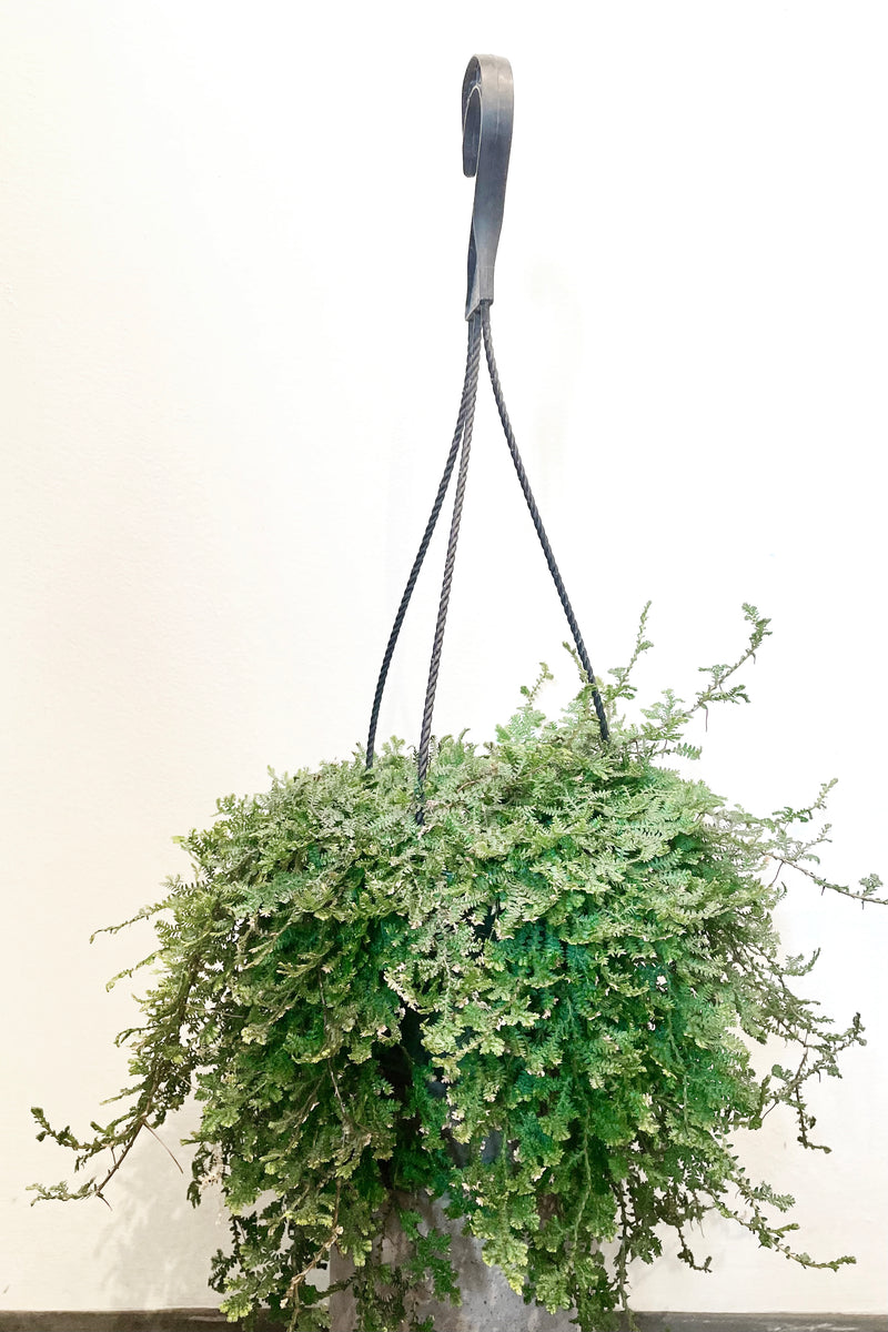 A full view of Selanginella unicata "Peacock Moss" 6" in hanging basket against white backdrop