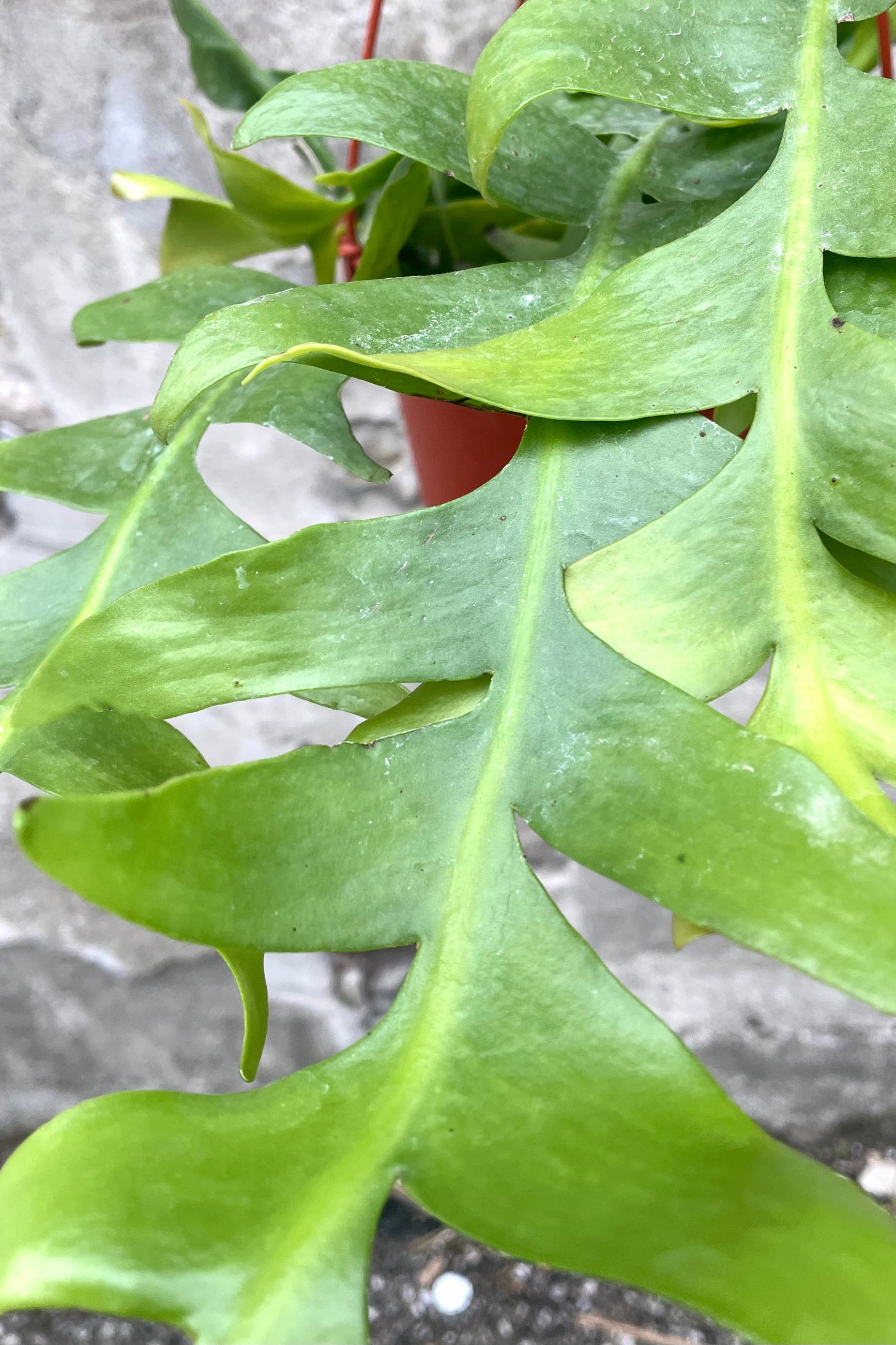 A detailed view of Selenicereus chrysocardium "Sharktooth Cactus" 6" against concrete backdrop ©Sprout Home