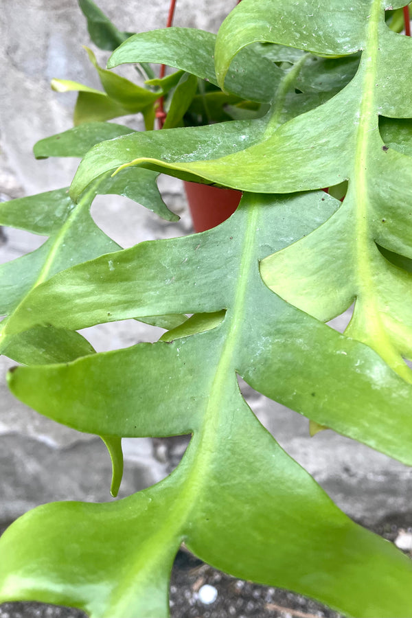 A detailed view of Selenicereus chrysocardium "Sharktooth Cactus" 6" against concrete backdrop