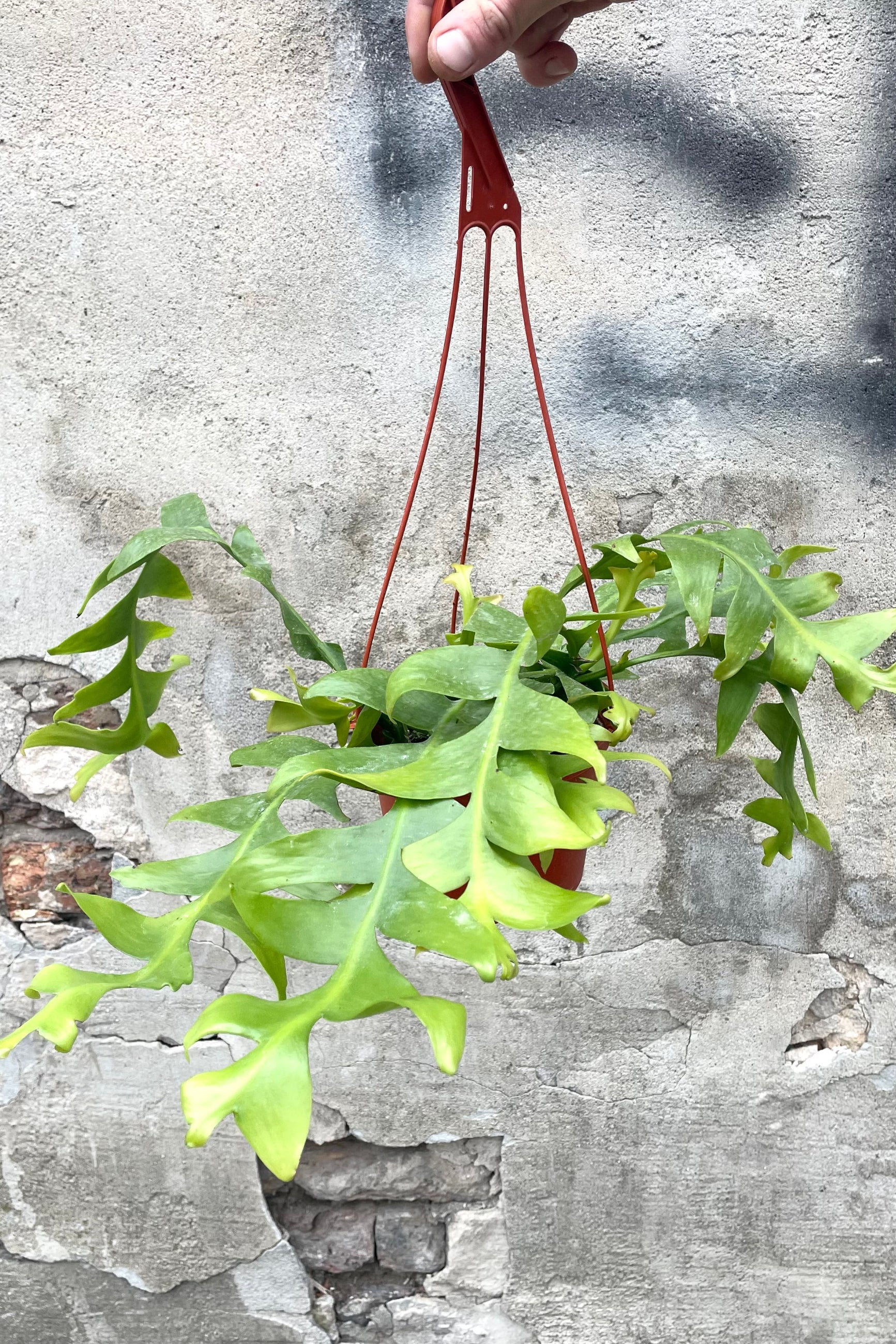A full view of Selenicereus chrysocardium "Sharktooth Cactus" 6" in hanging grow pot against concrete backdrop ©Sprout Home