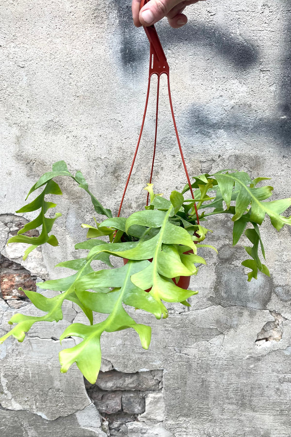 A full view of Selenicereus chrysocardium "Sharktooth Cactus" 6" in hanging grow pot against concrete backdrop