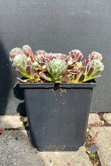 Sempervivum 'Cobweb' in a quart size showing the web like striations on top of green and red thick foliage the middle of May at Sprout Home. 