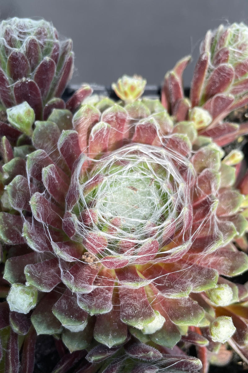 up close and personal with the rosettes of the Sepervivium 'Cobweb' middle of May showing the web like striations on top of thick green and burgundy leaves