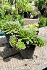 2.5" Sempervivum Hens & Chicks showing various rosette forms the end of July.