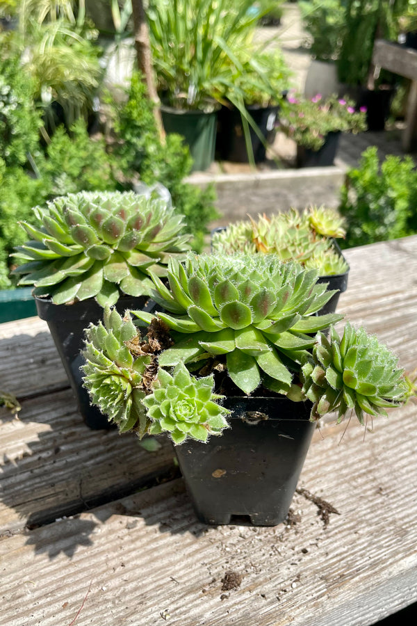 2.5" Sempervivum Hens & Chicks showing various rosette forms the end of July.