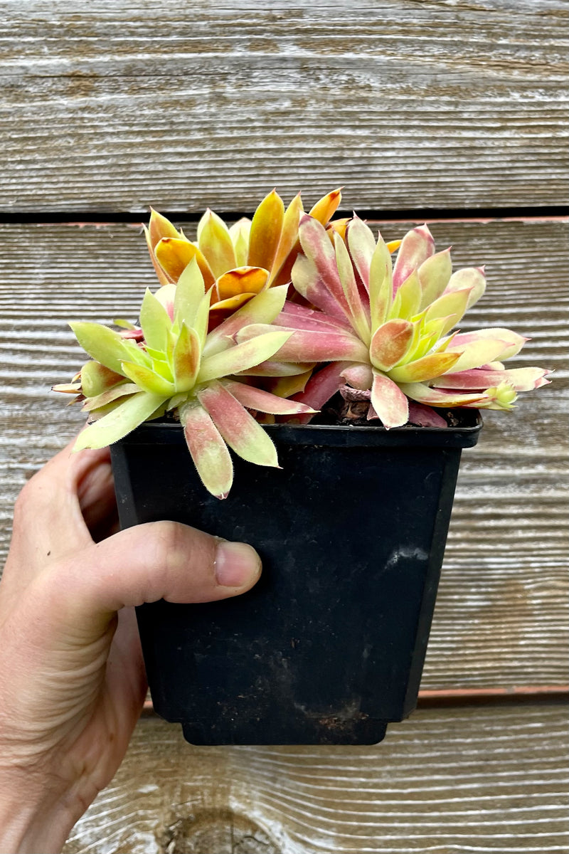 a 1 quart size growers pot of the Sempervivum 'Gold Nugget' mid May at Sprout Home.