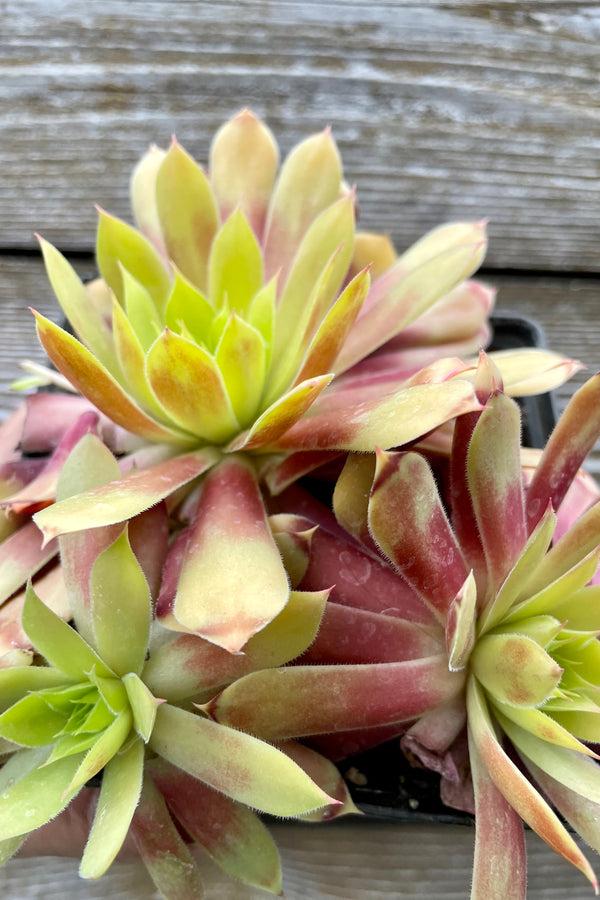 A close up detail shot of the bright yellow green and burgundy thick succulent like leaves of the Sempervivum 'Gold Nugget' during mid May