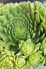 Detail picture of a Sempervivum braunii showing the green rosettes mid to late June at Sprout Home