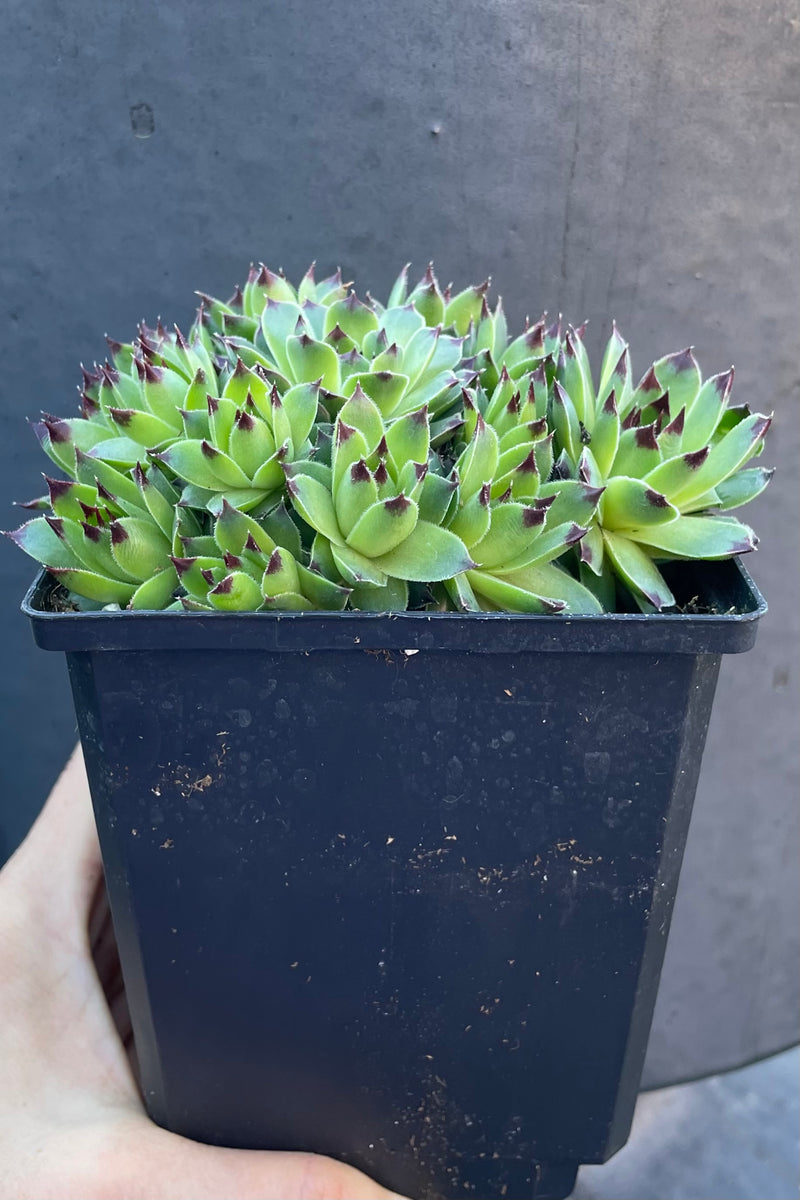 1qt size pot of Sempervivum 'Mrs. Giuseppi' emerging in mid April showing the clumped green and burgundy tipped rosettes. 