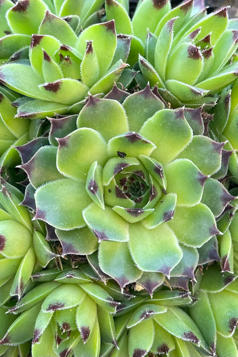 detail photo from above showing the rosettes of the Sempervivum 'Mrs. Guiseppi' with a green interior ribbed in burgundy 