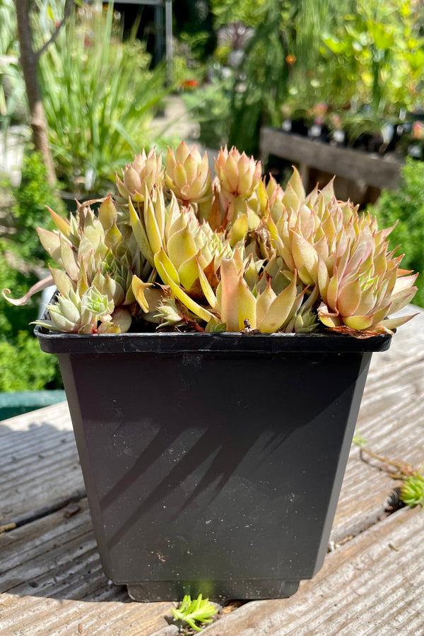 Sempervivum 'Twilight Blues' in a quart size growers pot showing the thick multicolor leaves forming rosettes the end of July. 