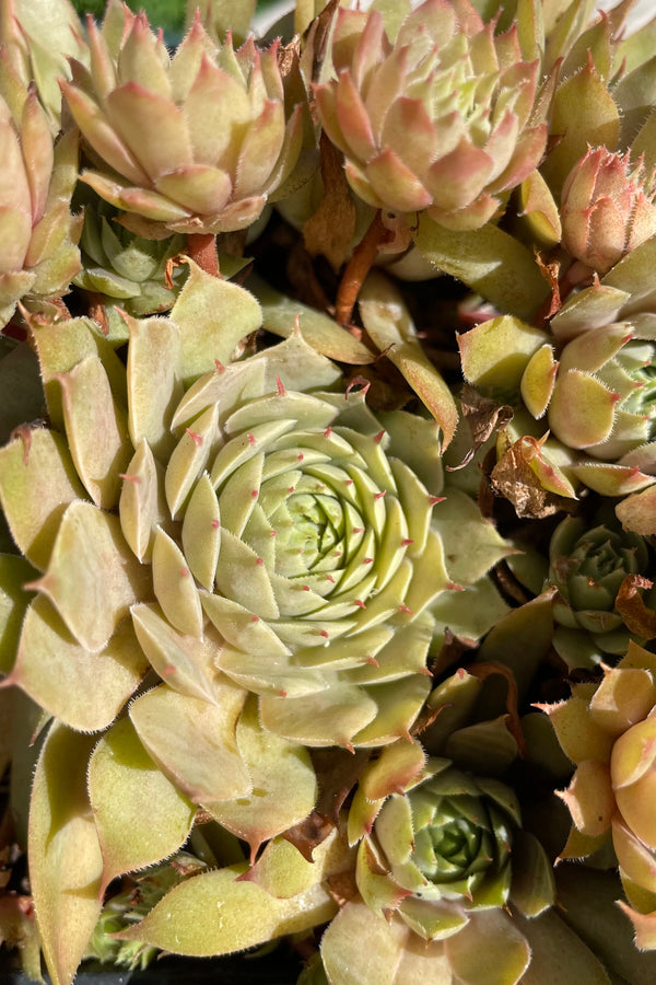 Detail of the thick rosettes of various twilight colored leaves of Sempervivum 'Twilight Blues' at the end of July