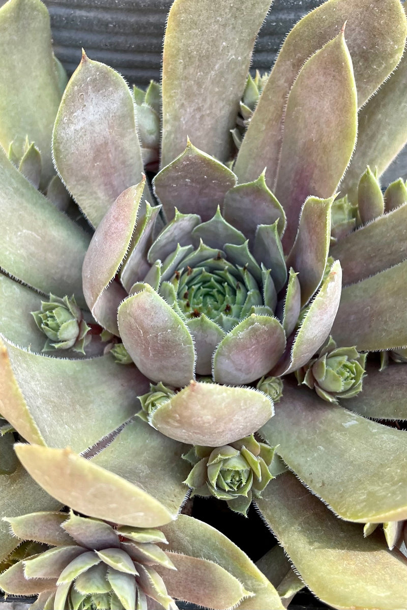 Sempervivum 'Purple Beauty' thick leaves of purple and bronze forming rosettes mid to late June at Sprout Home