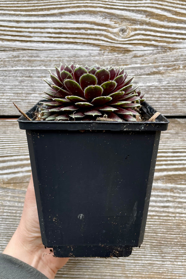 Sempervivum 'Pilioseum' 4.5" with a black growers pot against a grey wall