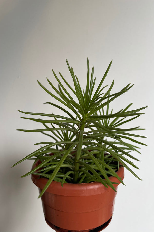 Photo of a Senecio with upright stems with dense narrow green leaves.