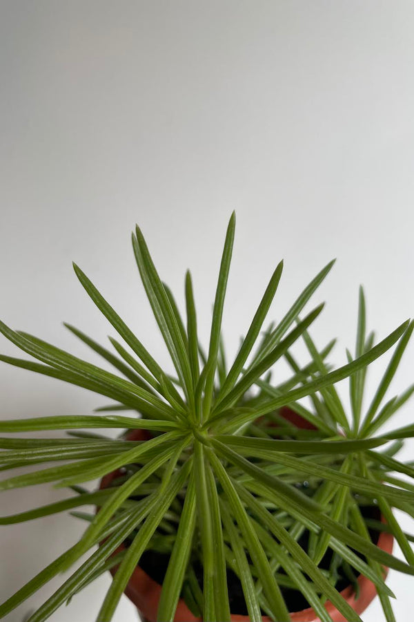 Close photo of narrow green leaves of Senecio against white wall