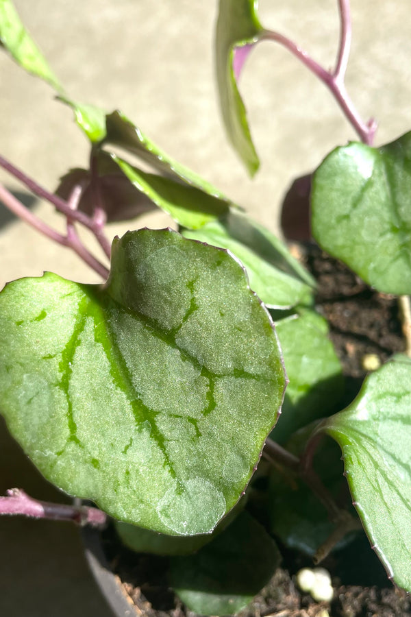 An overhead detailed shot of the leaves of Senecio bryunifolius 4" against concrete backdrop