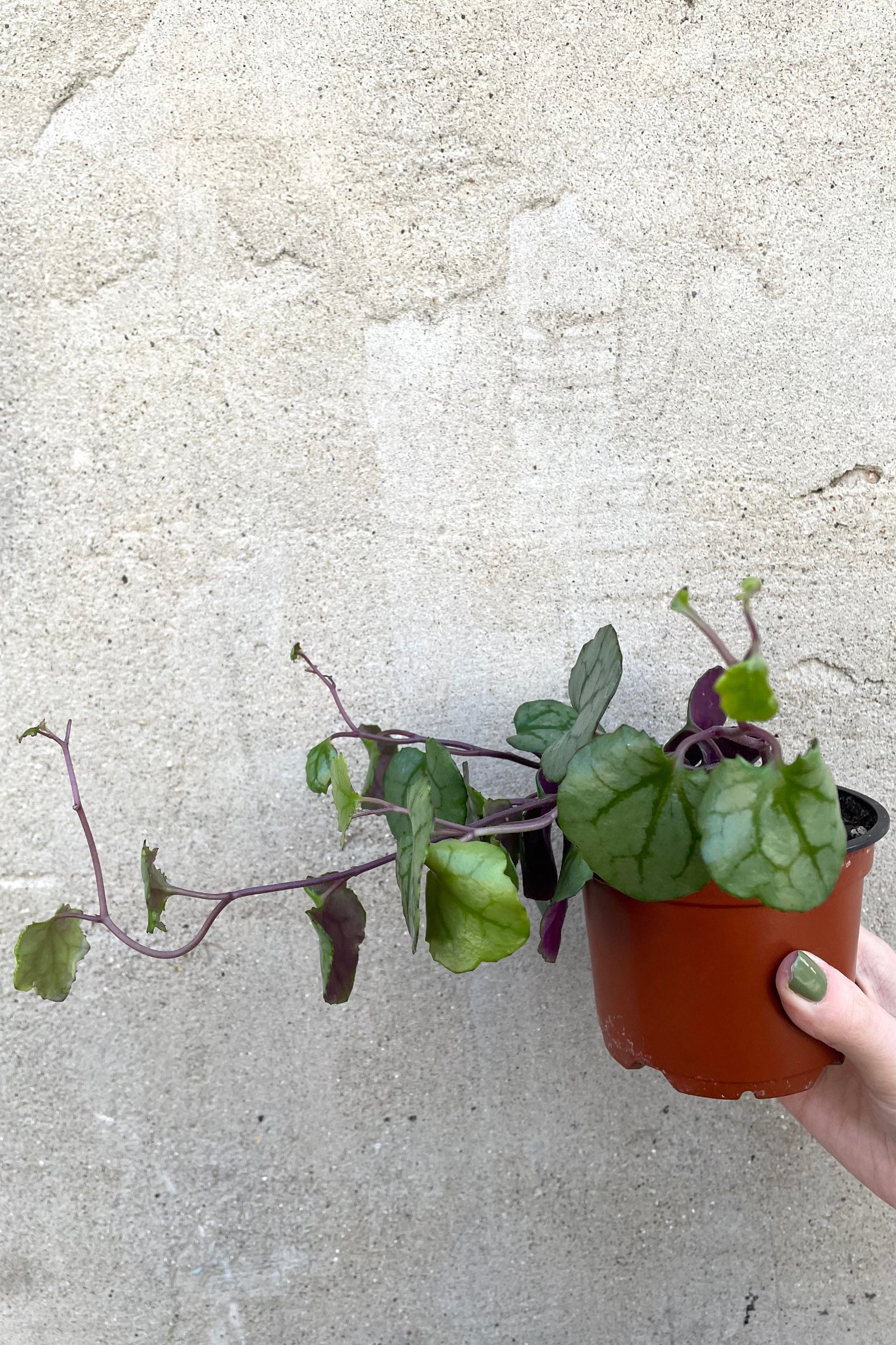 A hand holds Senecio bryunifolius 4" against concrete backdrop ©Sprout Home