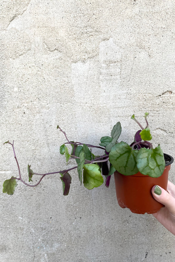 A hand holds Senecio bryunifolius 4" against concrete backdrop