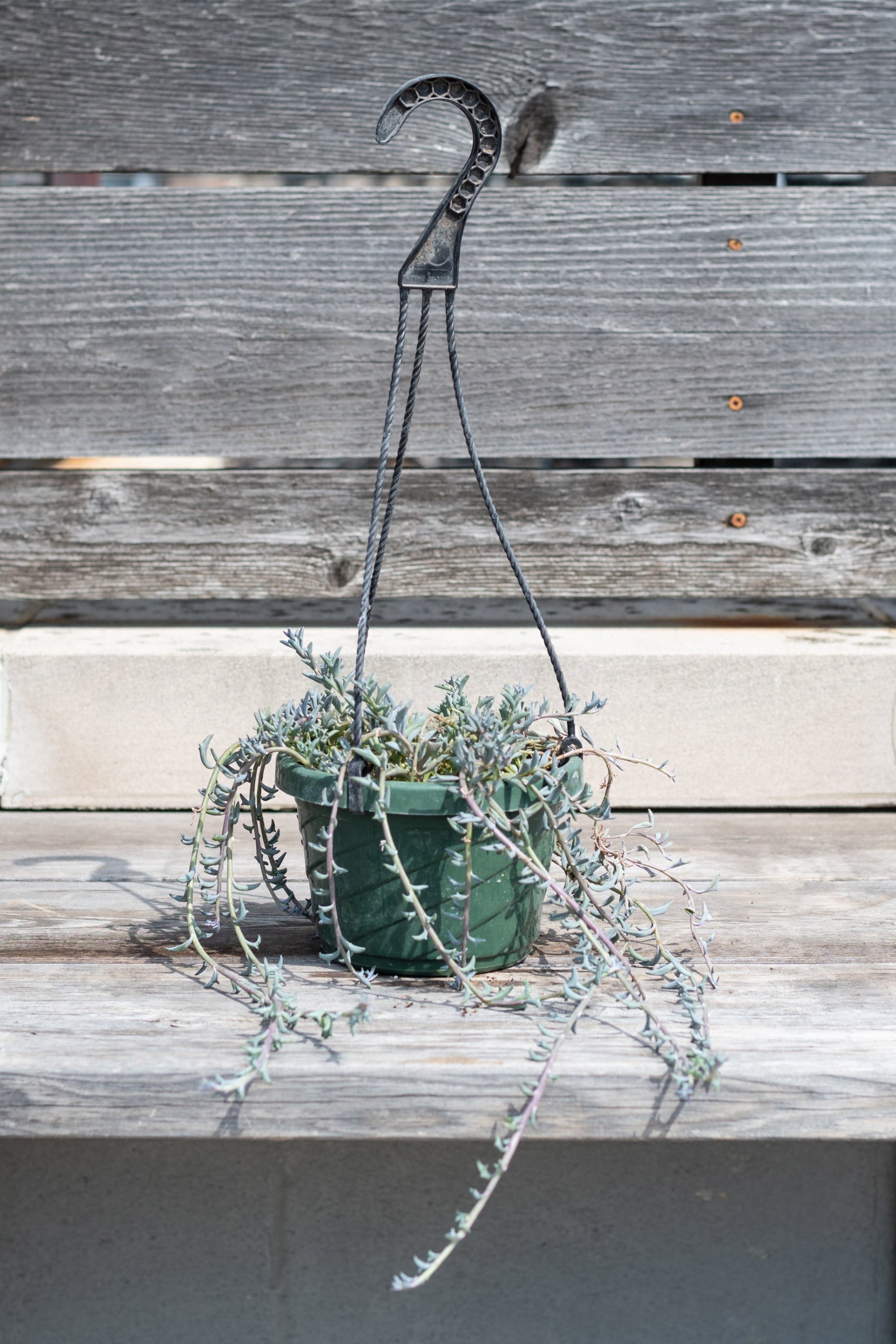 Senecio peregrinus "String of Dolphins" in hanging grow pot in front of grey wood background ©Sprout Home