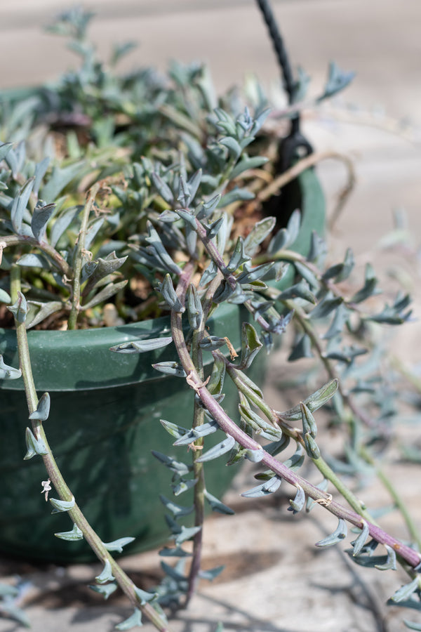 Close up of Senecio peregrinus "String of Dolphins"