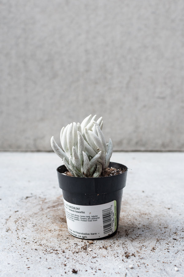 Senecio haworthii plant in a 2.5 inch container.