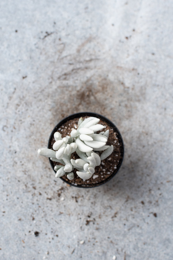 The dusty grey succulent body of the Senecio haworthii plant pictured from above. 