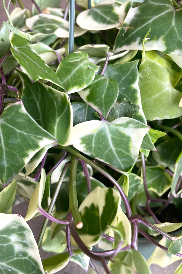 A detailed view of Senecio macroglossus 6" 