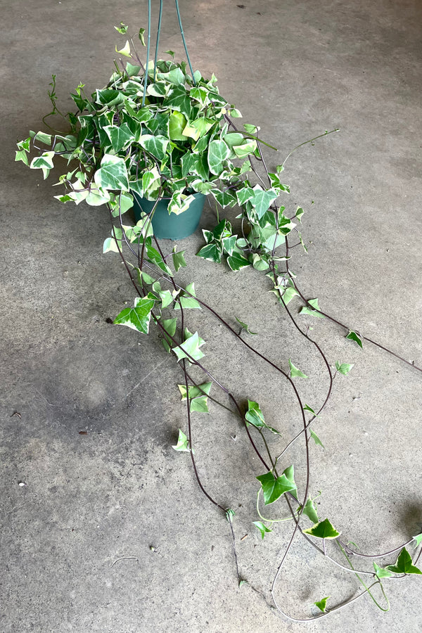 A full view of Senecio macroglossus 6" in hanging grow pot against concrete backdrop