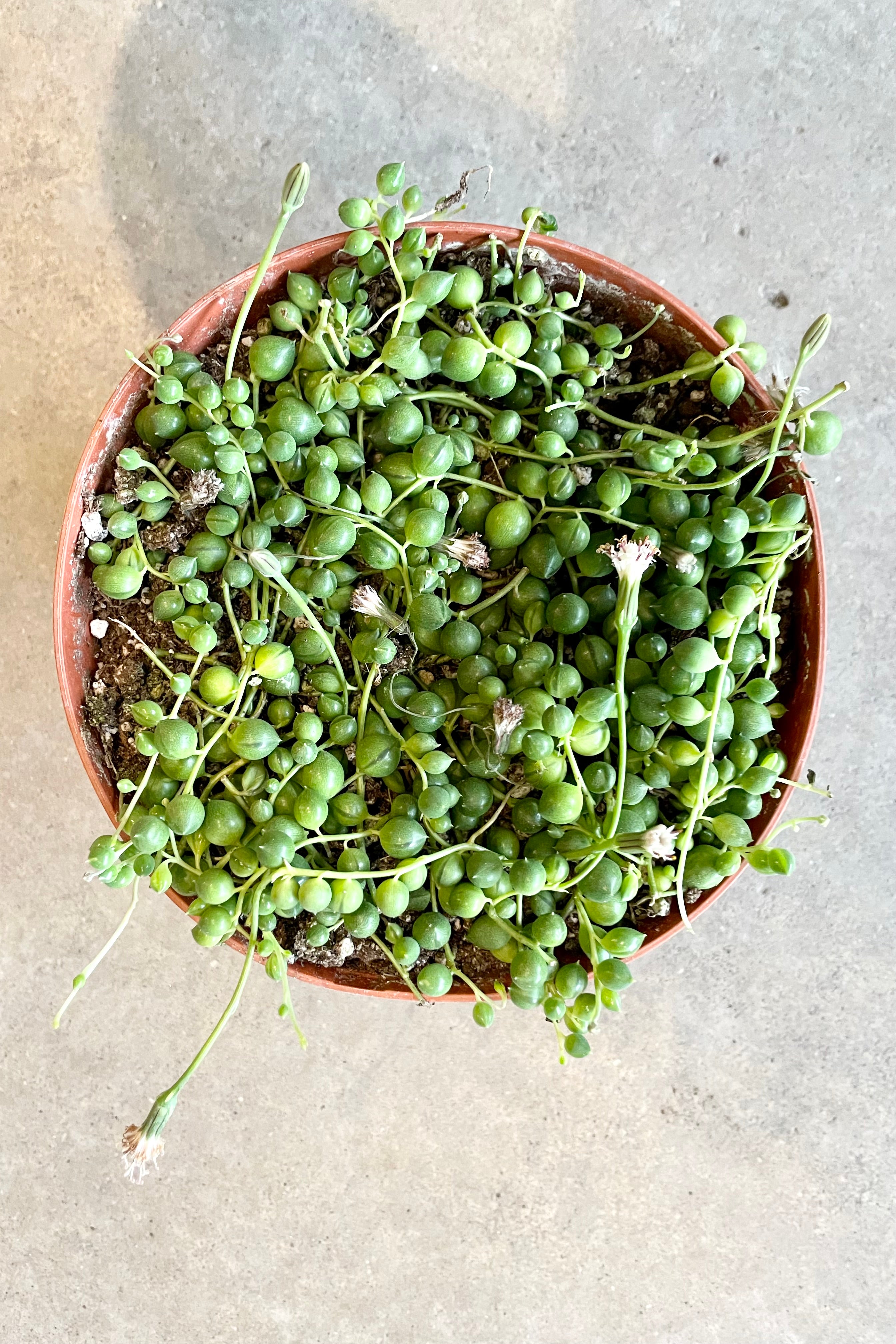 A 6" growers pot with a Senecio rowleyanus  from above at Sprout Home.