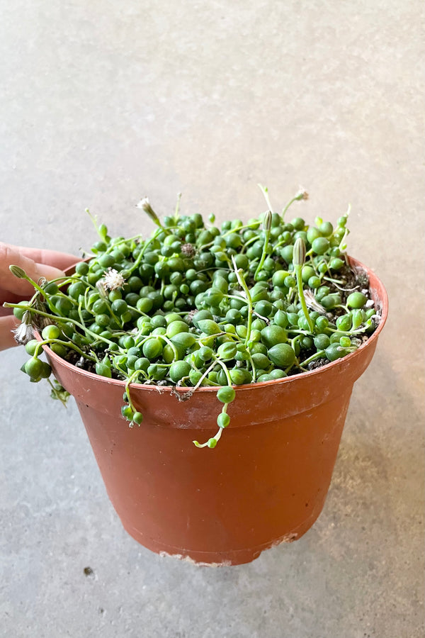 A 6" growers pot with a Senecio rowleyanus at Sprout Home.