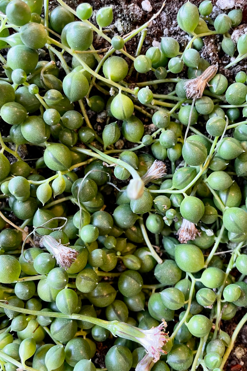 Detail picture showing the string of pearls of the Senecio rowleyanus at Sprout Home.