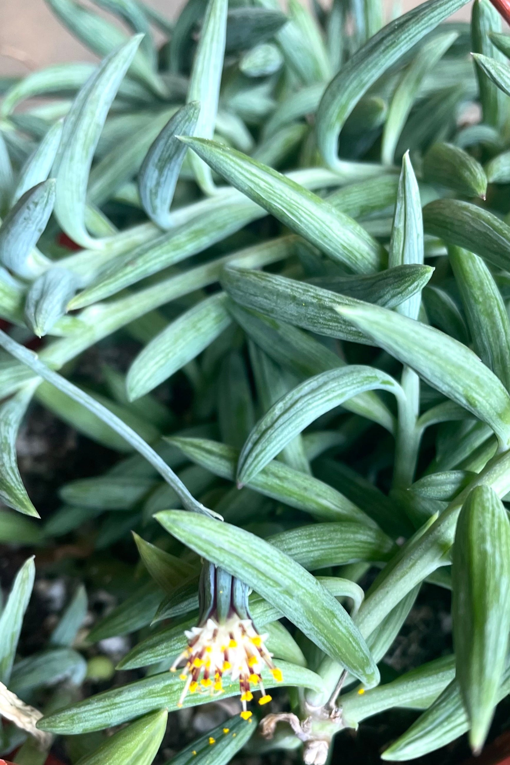 A detailed view of Senecio radicans "Fish Hooks" 6" ©Sprout Home