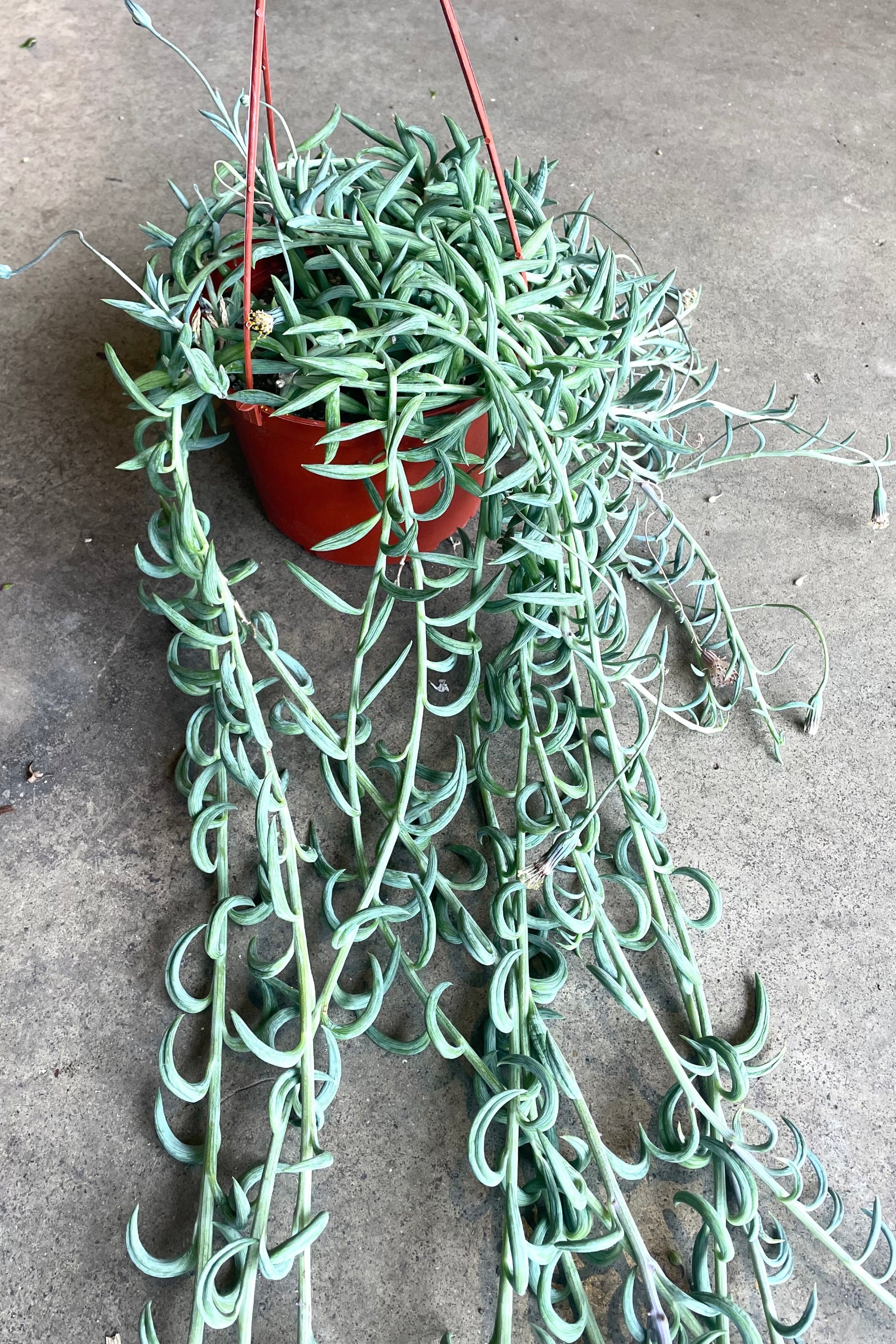 A full view of Senecio radicans "Fish Hooks" 6" in hanging grow pot against concrete backdrop ©Sprout Home