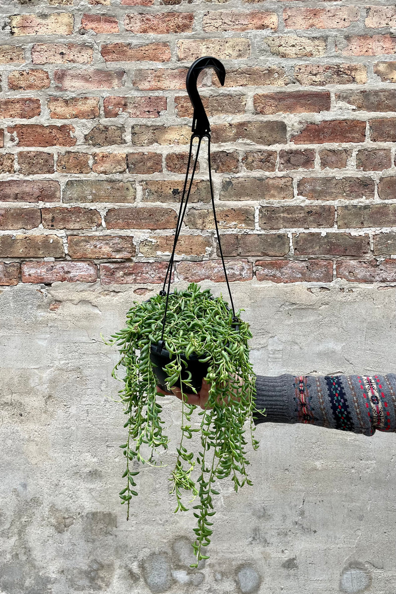 Senecio radicans "String of Banana" 8" black hanging growers pot with vining plump green leaves against a grey wall