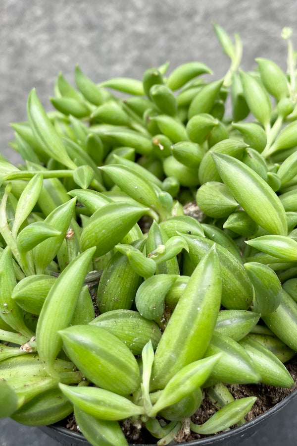 Senecio radicans "String of Bananas" 3.5"