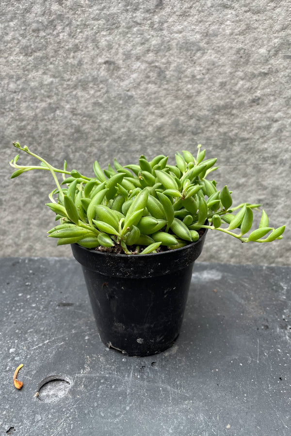 Senecio radicans "String of Bananas" 3.5"