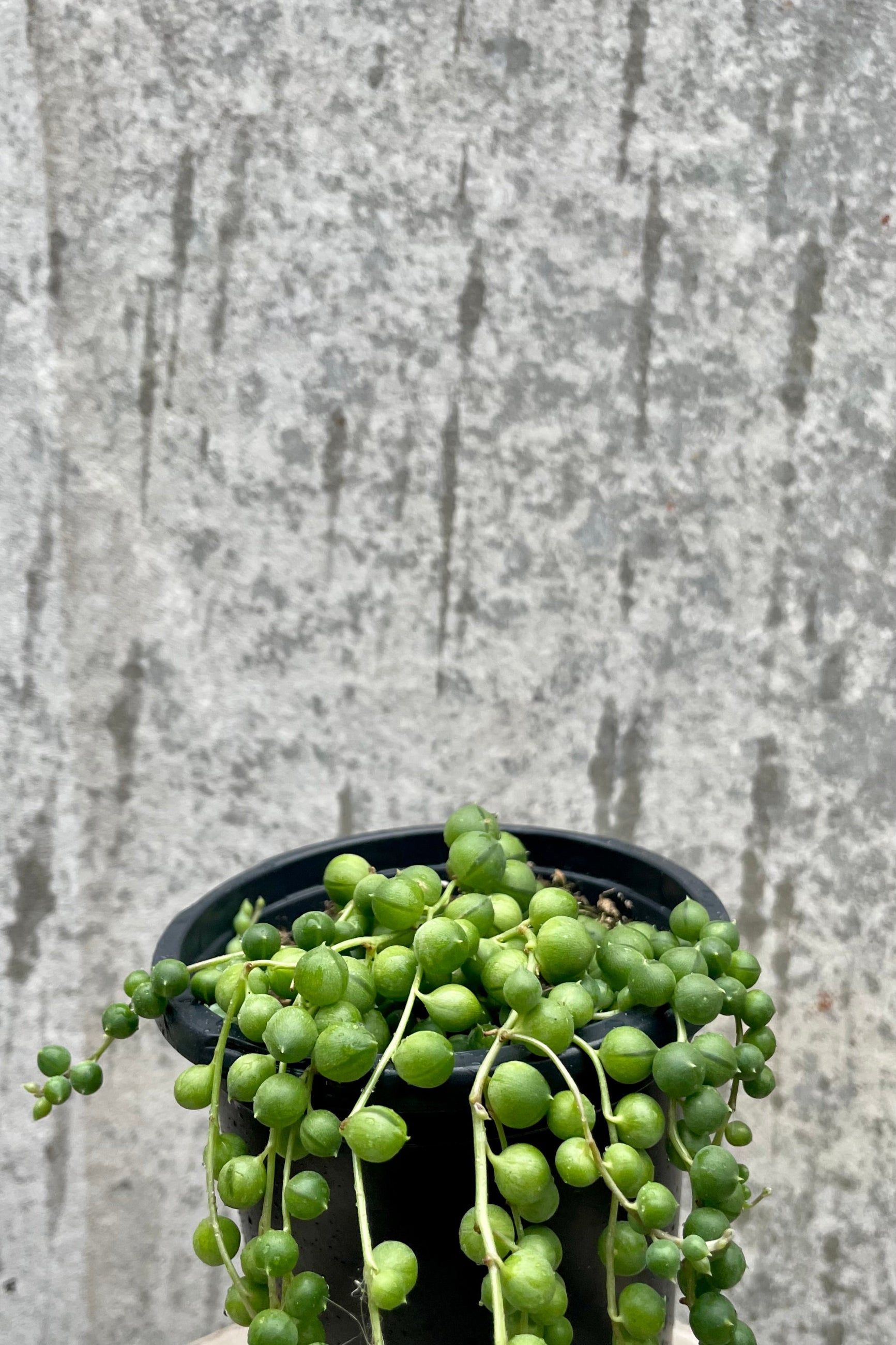 The side of a String of Pearls plant vines against gray wall. ©Sprout Home