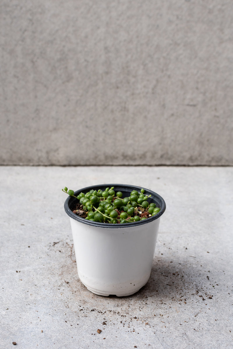 A String of Pearls plant in a 4 inch growers pot. 