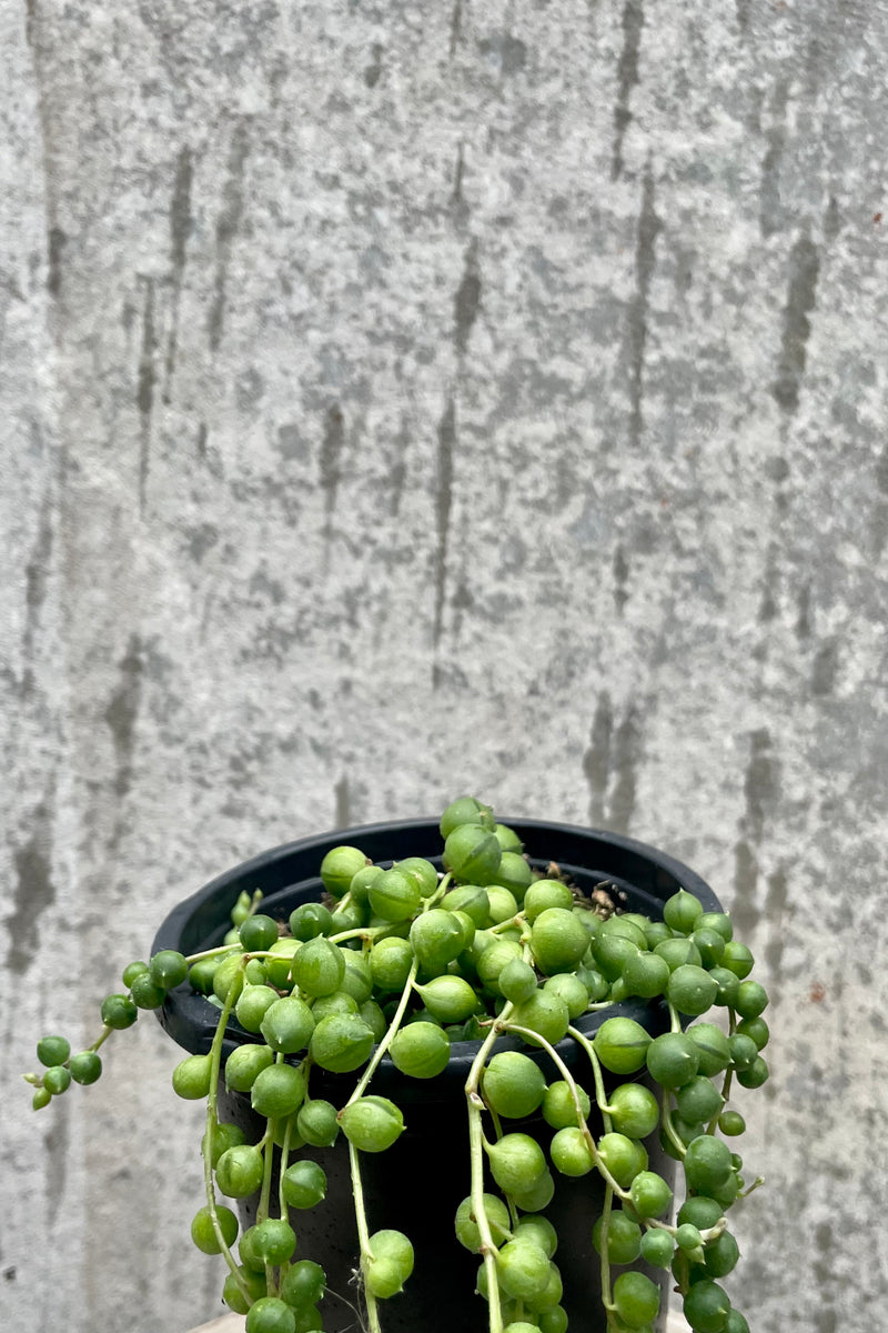 The side of a String of Pearls plant vines against gray wall.