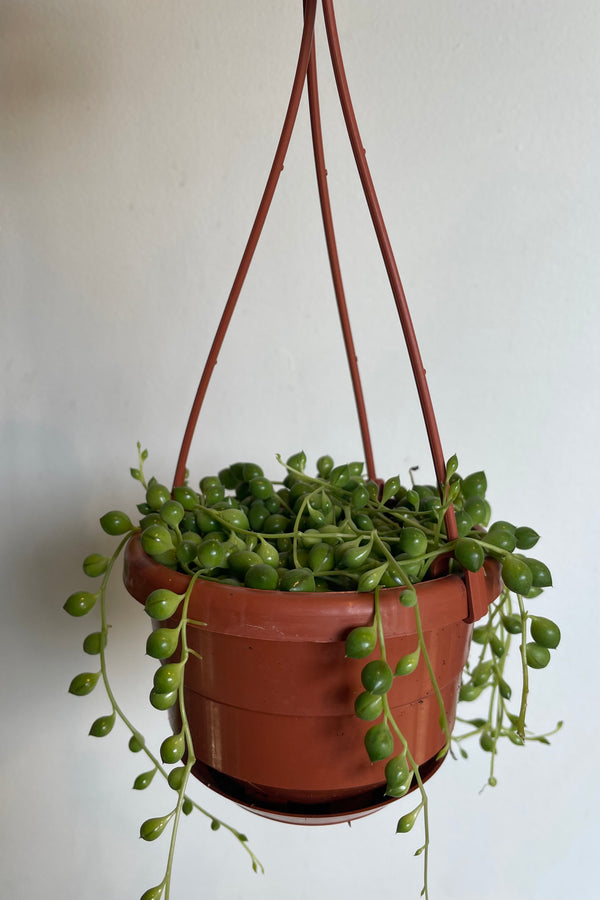 Photo of round pear-like green leaves of Senecio rowleyanus in hanging pot