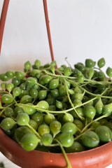 Close photo of round green leaves of Senecio String of Pearls against white wall