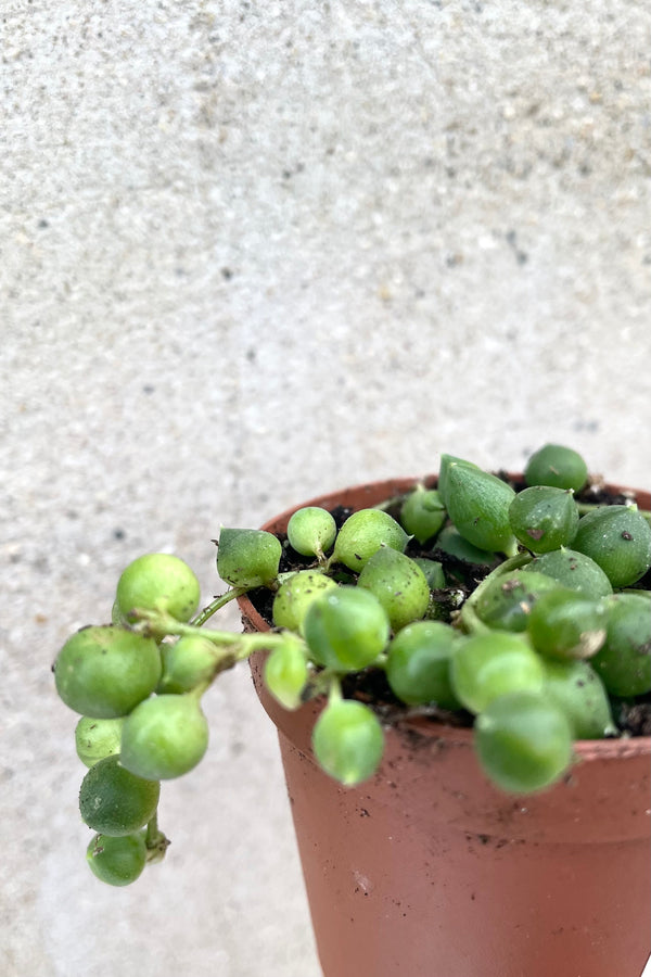 A detailed view of Senecio rowleyanus 2" against concrete backdrop