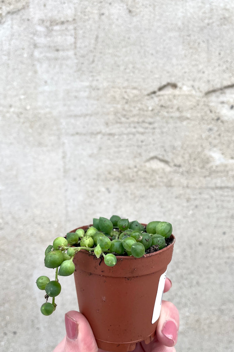 A hand holds Senecio rowleyanus 2" in a grow pot against a concrete backdrop